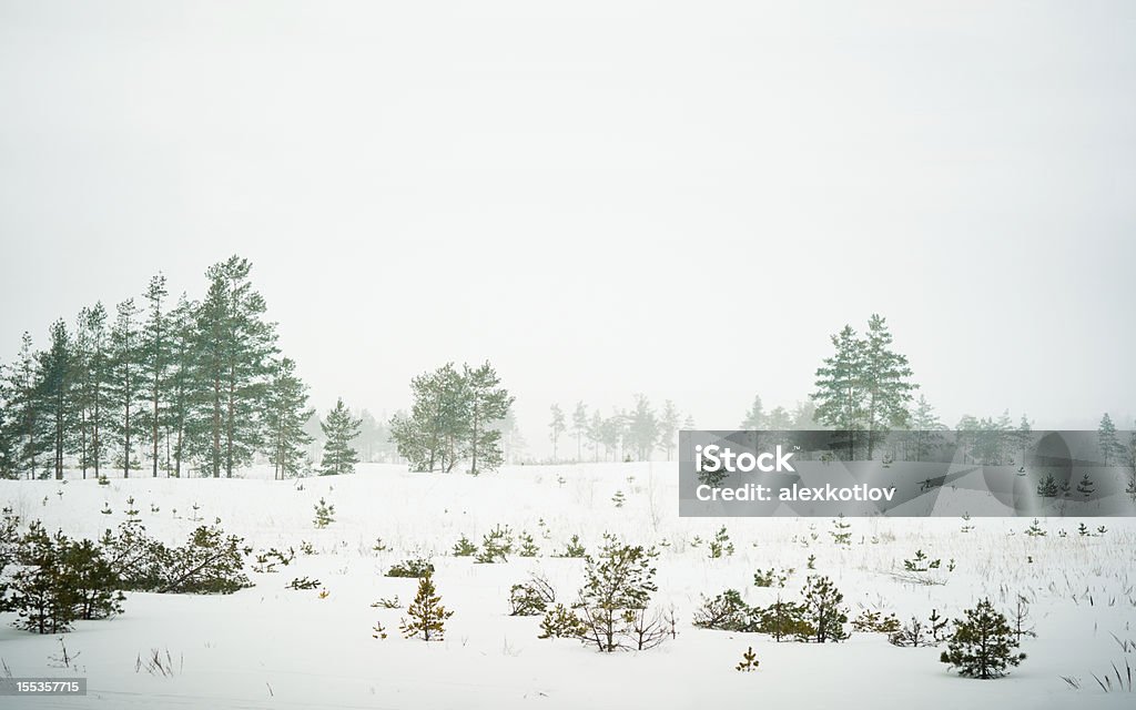 Des arbres rares sous une tempête de neige en russe wilderness - Photo de Arbre libre de droits