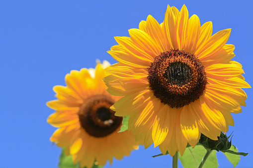 Sunflowers with clear blue sky in background