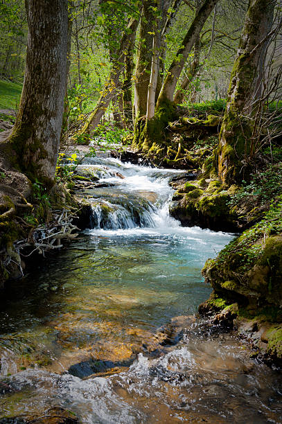 Forest at summertime with creek little cascades lush foliage stock photo