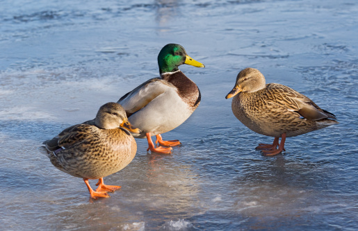 Ducks on the snow at Hermannsee next to Pforzheim, South of Germany