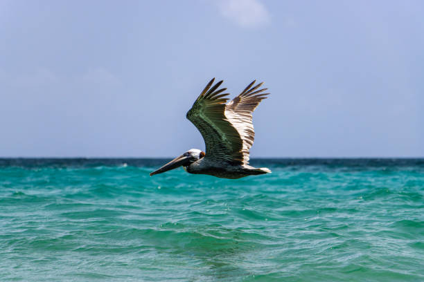 istock Brown pelican is flying above water 1553581023