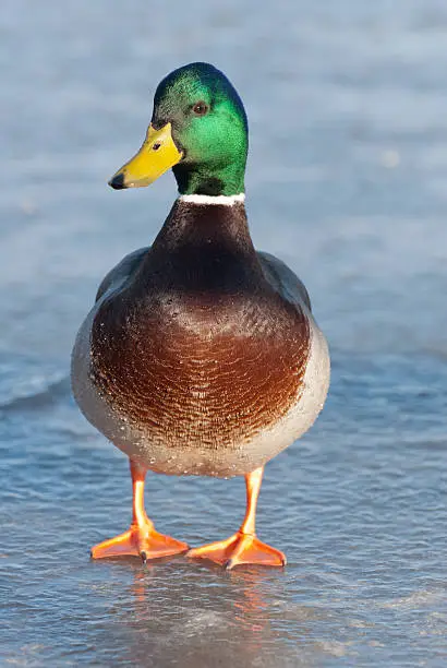 A Mallard Duck standing on a frozen lake in warm evening light
