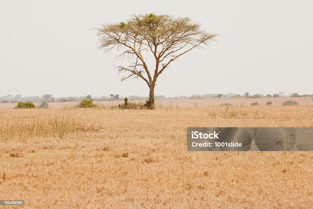 Afrikanischer Akazie im Queen Elizabeth Nationak Park - Lizenzfrei Afrika Stock-Foto
