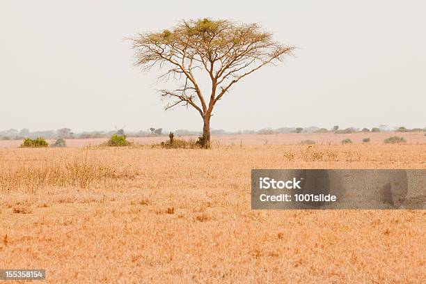 Afrikanischer Akazie Im Queen Elizabeth Nationak Park Stockfoto und mehr Bilder von Afrika