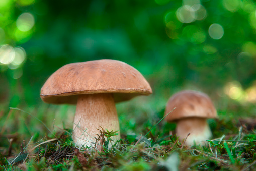 Close-up of two small white mushrooms on green lawn with sunlight on summer morning