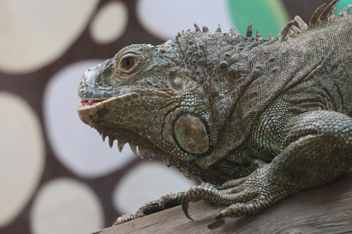 Stock photo showing close-up view of the head of an iguana featuring the subtympanic shield, a round scale on their cheek, the tympanum (eardrum), dewlap a fold of loose skin hanging from the throat, and elongated, dorsal scales.