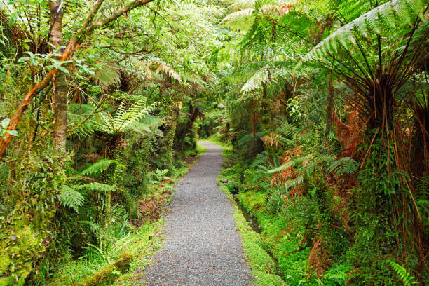 Tropical rainforest
