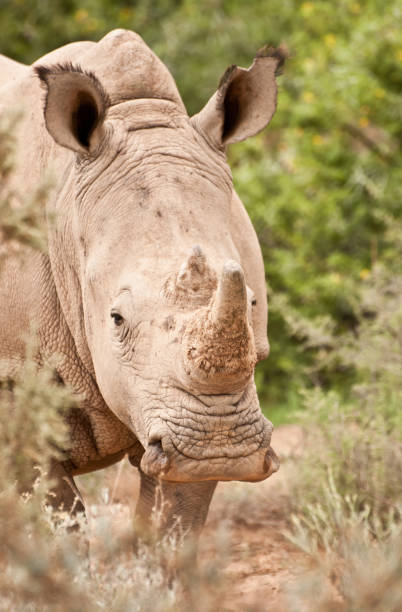 istock Close Up of White Rhino 155358440