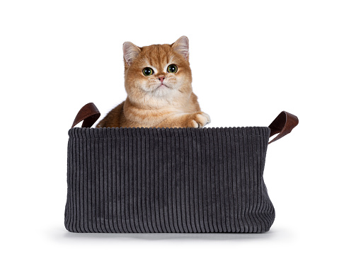 Cute golden shaded British Shorthair cat kitten, sittingin curduroy basket. Looking towards camera with big round eyes. Isolated on a white background.