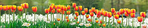 Tulips and Daffodils (panoramic image) stock photo