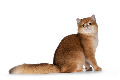 Cute golden shaded British Shorthair cat kitten, sitting up side ways. Looking towards camera with big round eyes. Isolated on a white background.