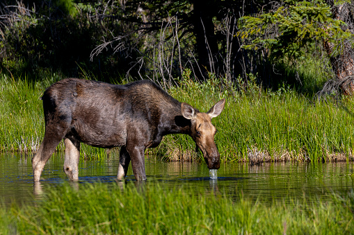 Moose cow and calf at Jefferson Lake Colorado