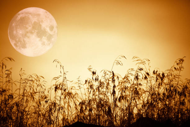 Full moon rising into an amber orange sky with black silhouette of grass in foreground.