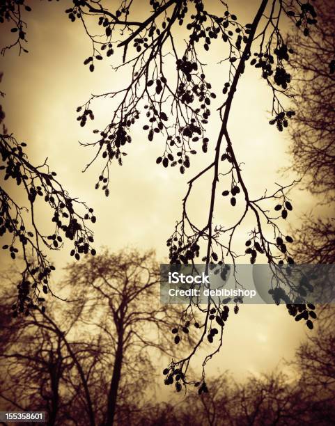 Nature Silhouette Trees Branches Stock Photo - Download Image Now - Abstract, Bare Tree, Beige