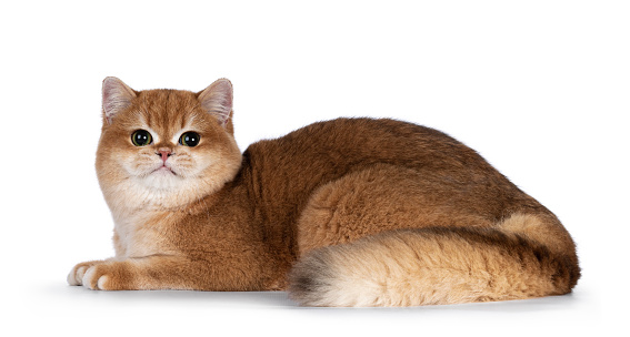 Cute golden shaded British Shorthair cat kitten, laying down side ways. Looking towards camera with big round eyes. Isolated on a white background.