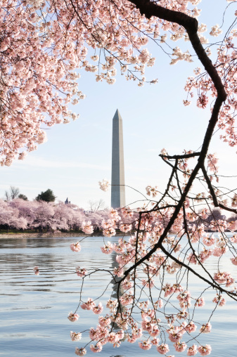George Washington Monument is  framed by blossoms of Japanese cherry trees that line the tidal basin in Washington DC.  