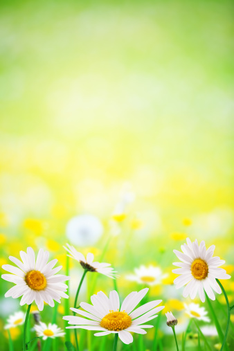 Closeup view of the blooming flowers in natural park. Panoramic background.