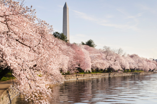 George Washington Monument and flowering Japanese cherry trees that line the tidal basin in Washington DC.  