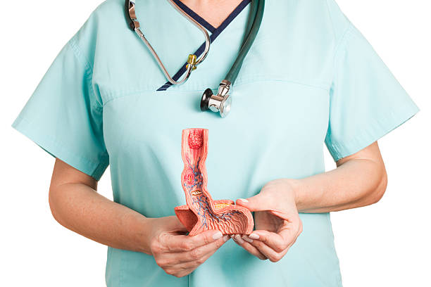 Esophagus illnesses A nurse holding an anatomical model of human oesophagus.  The model shows the following illnesses: reflux oesophagitis, ulcus, Barrett’s Ulcer, Oesophageal carcinoma, Oesophageal varices and hiatal hernia. White background. anatomist photos stock pictures, royalty-free photos & images