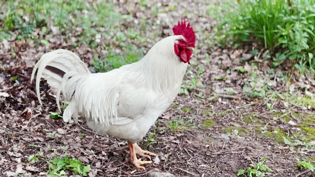 White cock in the village