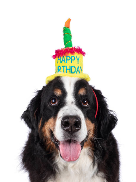 istock Berner Sennen dog on white background 1553590401