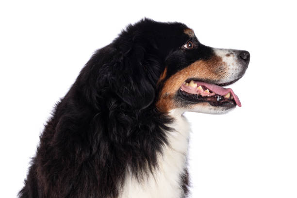 Head shot of pretty adult Berner Sennen dog, sitting up. Looking to the side away from camera. Isolated on a solid white background.