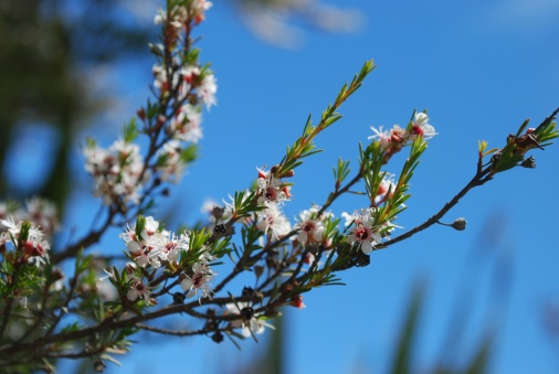 The Kanuka flower in bloom on a Tea Tree in soft focus. 