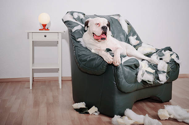 dog is on a leather chair Dog home alone. Boxer dog lying on a torn leather chair. animal lips photos stock pictures, royalty-free photos & images