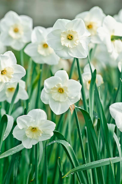 istock Narcissus 'Verona' cultivar 155359171
