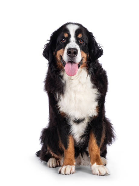 istock Berner Sennen dog on white background 1553592109