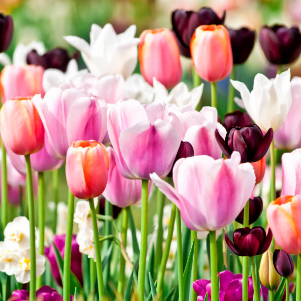 istock Spring garden: Tulips, daffodils, muscari flowers - II 155359270