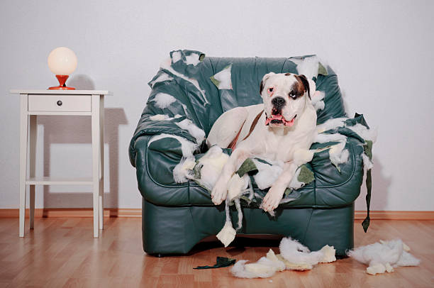Dog sitting on chewed up leather chair Boxer dog lying on a torn leather chair. chewed stock pictures, royalty-free photos & images