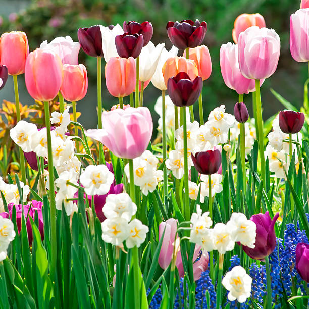 Spring garden: Tulips, daffodils, muscari flowers - VIII