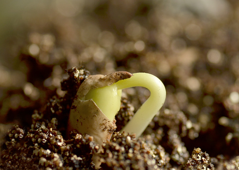 Bean sprout emerging from seed.