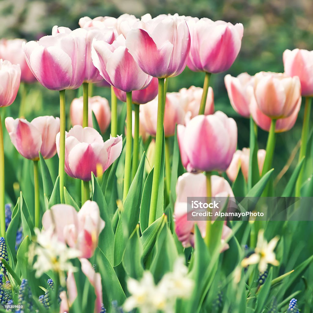 Jardín de primavera: Tulipanes, daffodils, muscari flores-IX - Foto de stock de Abundancia libre de derechos