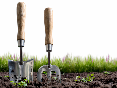 Isolated image of a garden trowel and fork in a flower bed.