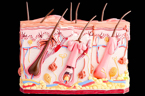 Skin and hair Anatomical model of human skin with hair on black background. cross section of skin stock pictures, royalty-free photos & images
