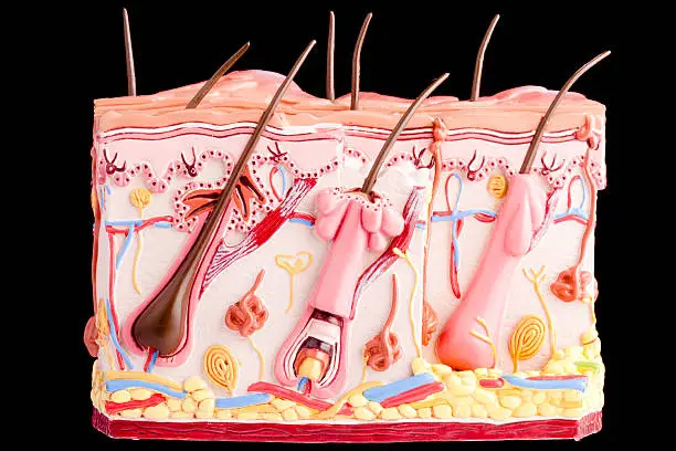 Anatomical model of human skin with hair on black background.