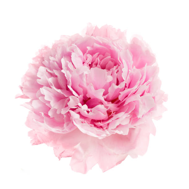 istock Pink peony flower isolated on white background 1553598259