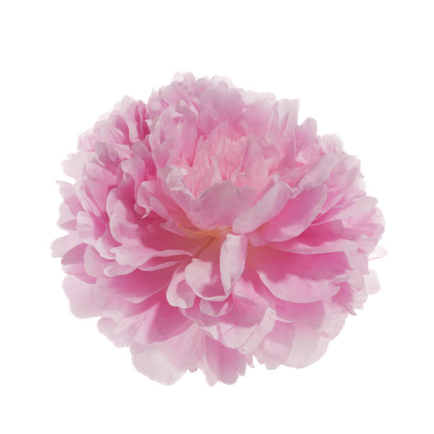 istock Pink peony flower isolated on white background 1553598319