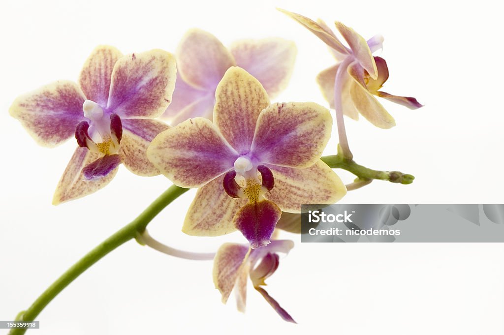 Delicada orquídea cor-de-rosa, laranja - Foto de stock de Flor royalty-free