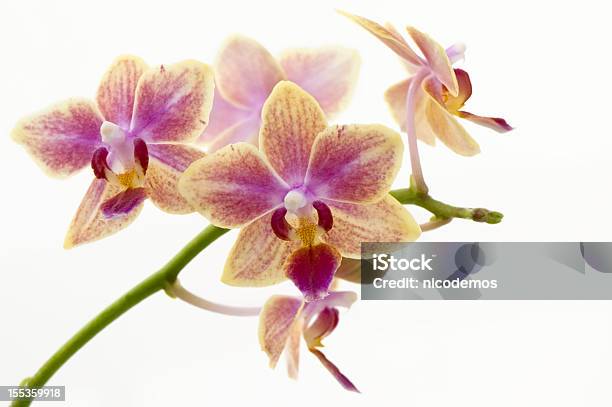 Foto de Delicada Orquídea Corderosa Laranja e mais fotos de stock de Flor - Flor, Beleza, Cabeça da flor