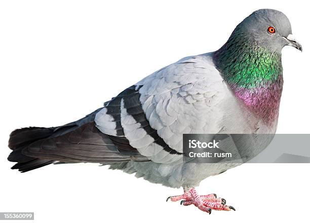 Pigeon Isolated On White Background Stock Photo - Download Image Now - Pigeon, Rock Dove, White Background