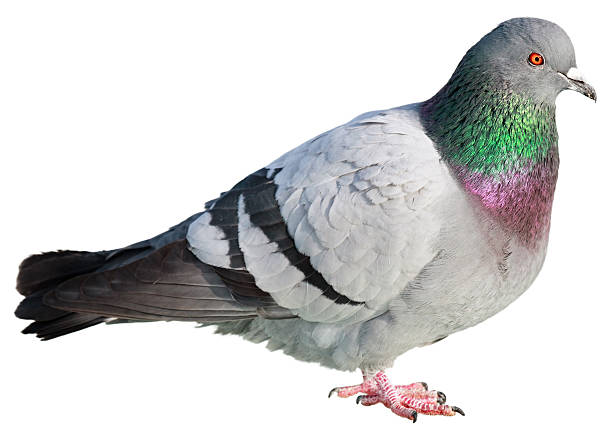 pombo isolado em fundo branco - common wood pigeon imagens e fotografias de stock