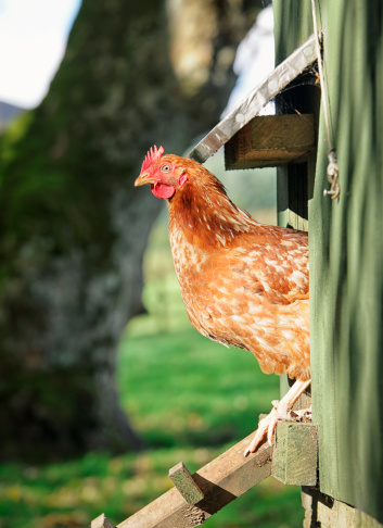 A free-range hen standing at the top of a wooden ladder giving access in and out of the henhouse. 