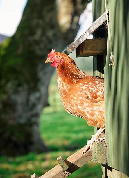 Hen Peering Out of the Henhouse A free-range hen standing at the top of a wooden ladder giving access in and out of the henhouse.  chicken coop stock pictures, royalty-free photos & images