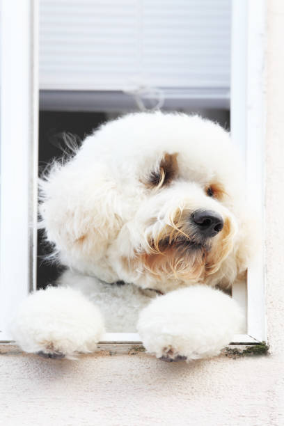 istock fluffy white dog in  window looking right on his paws 155360434