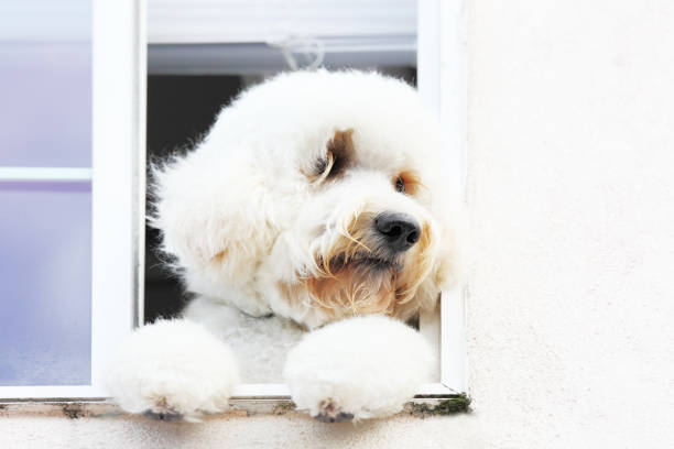 istock fluffy white dog in window on his paws 155360459
