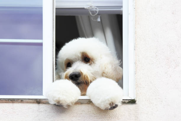 istock fluffy white dog looking out of  window on his paws 155360474