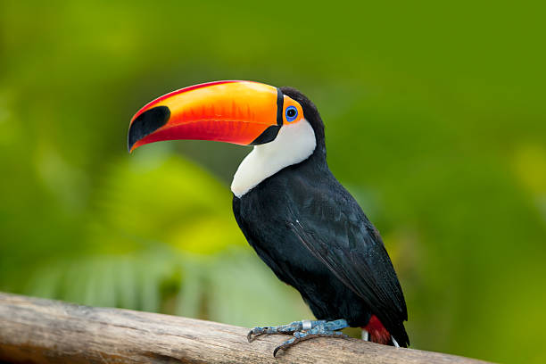 verde floresta tropical com tucano-toco - iguacu national park - fotografias e filmes do acervo